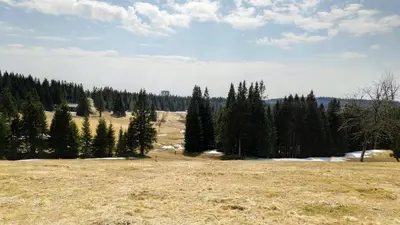 a large open field with trees in the background at Tree Top Rogla Apartment in Zreče
