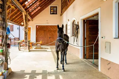 a horse is standing in a stable at APARTMENT ZYNGA - STUD FARM in Šentvid pri Stični
