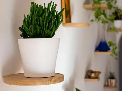 a white plant on a wooden shelf with a plant at D&N Apartment in Ljubljana