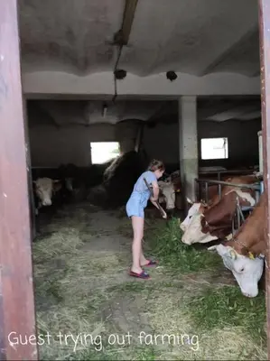 a woman standing in a barn feeding cows at Apartma Marička in Križe