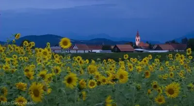 a field of sunflowers with a church in the background at MichoArt in Ljubljana