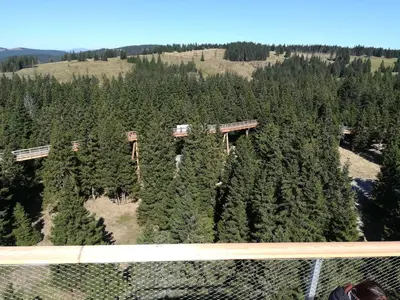 an aerial view of a forest of trees at Apartma Borovnica Rogla in Vitanje