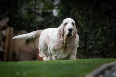 a dog running with a stuffed animal in its mouth at Vila Jana in Radovljica