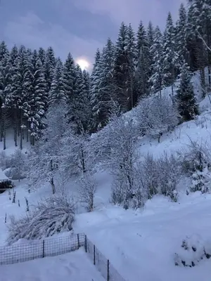 a snow covered field with trees and a fence at Apartma Vidovič in Rateče