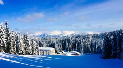 a snow covered forest with a building in the background at Apartment Ski Sara Pokljuka in Bled