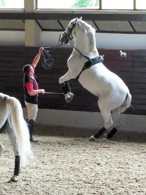 a person is holding a white horse in a stable at Rooms Klik Postojna in Postojna