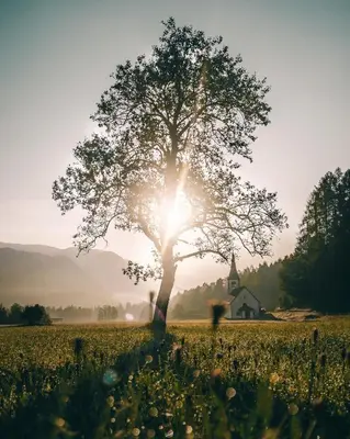 a tree in the middle of a field with a church at Apartma BOROVC in Mojstrana