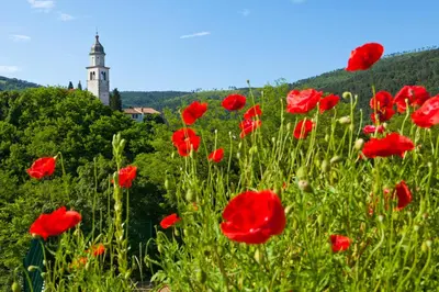 a field of red flowers with a lighthouse in the background at Guesthouse Ošterija in Branik