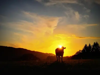 a cow standing in a field at sunset at Divine Lake House in Motnik
