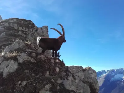 a goat standing on the side of a mountain at Apartma Kramar Podkoren in Kranjska Gora