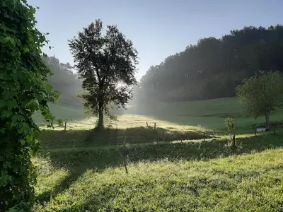 a tree in the middle of a field at Apartma Teloh in Kopačnica