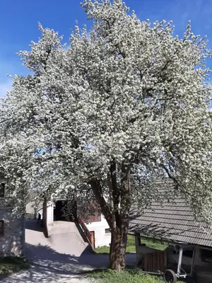 a tree with white flowers on it next to a building at Apartma Teloh in Kopačnica