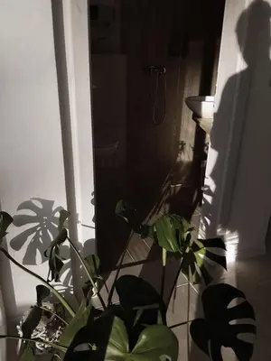 a plant in a bathroom with a shower at Deluxe Apartments Panorama in Lesce