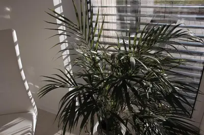 a plant in a vase next to a window at Deluxe Apartments Panorama in Lesce