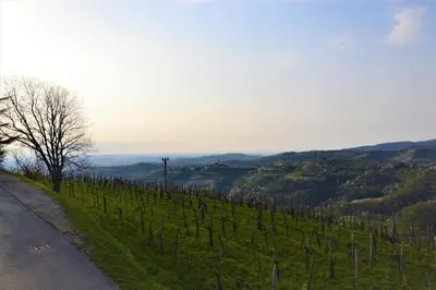 a vineyard on a hill with a tree and a road at Pri Marjotu in Kojsko