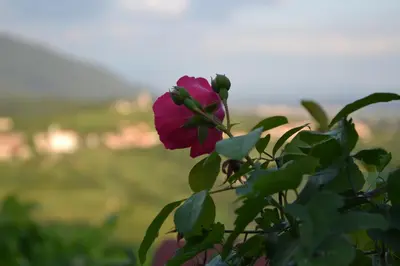 a pink rose with a view of a city at Pri Marjotu in Kojsko