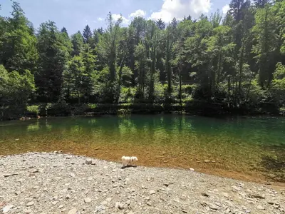 a dog standing on the shore of a lake at Vila Rozi, Osilnica - vacation house Pr' Vili Rozi in Osilnica