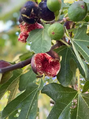 a close up of the fruit of a fig tree at Farmhouse Lipoglav in Loče pri Poljčanah