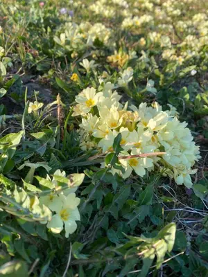 a group of white flowers in a field at Farmhouse Lipoglav in Loče pri Poljčanah
