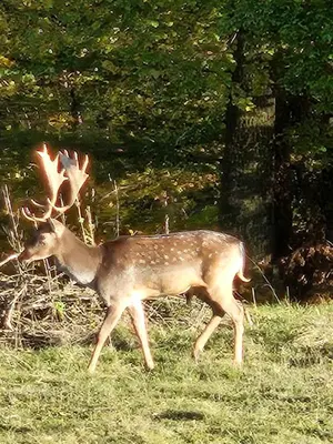 a deer walking in the grass in a field at Farmhouse Lipoglav in Loče pri Poljčanah