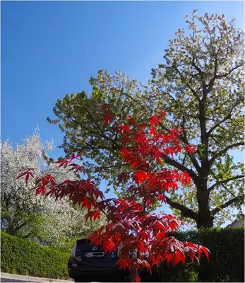 a tree with red leaves in front of a car at Studio Southwest 3 with AirCon & FREE Parking in Ljubljana