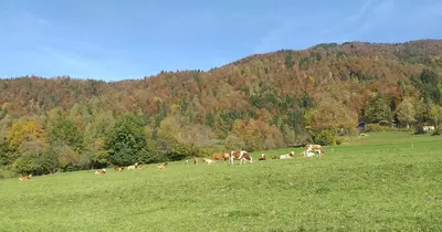 a herd of cows grazing in a field at Apatmaji Pika 2 in Cerklje na Gorenjskem