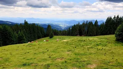 a group of animals grazing on a grassy hill at Apartma Bellevue Rogla in Vitanje