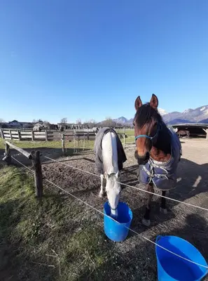 a horse is drinking out of a blue bucket at APARTMA RANČ LUŽE in Kranj