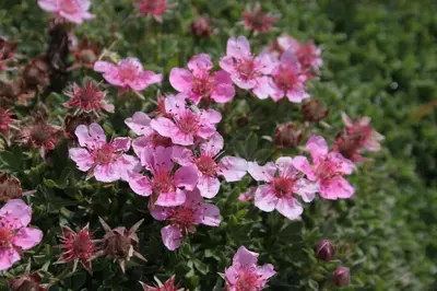 a group of pink flowers in a garden at Accommodation Destina, LAKE BOHINJ in Bohinj