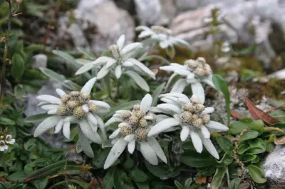 a group of white flowers on a rock at Accommodation Destina, LAKE BOHINJ in Bohinj
