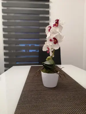 a white flower in a white pot on a table at APP Aleksa 6168 in Čatež ob Savi