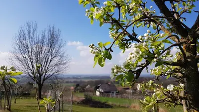 a tree with white flowers on it in a field at Holiday house VilAna in Puconci