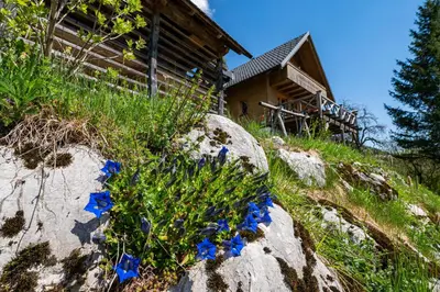 a group of blue flowers on a rock in front of a building at Podjelje in Podjelje
