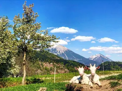 two goats laying on a rock in a field with a mountain at Apartment Landscape in Zgornje Gorje
