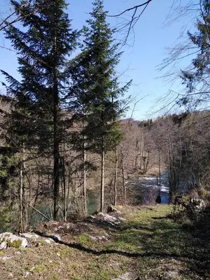 a forest with trees and a river in the background at House of Culture and Nature - Hiša Kulture in Nature in Zagradec