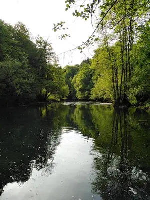 a river with trees on the side of it at House of Culture and Nature - Hiša Kulture in Nature in Zagradec