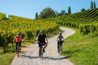 three people riding bikes down a dirt road in a vineyard at Apartma Golob in Zgornja Kungota