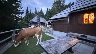a cow grazing in the grass next to a cabin at Velika planina Chalet SLOVENKA in Stahovica