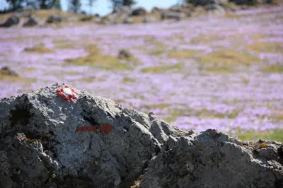 a rock in a field with pink flowers at Velika planina Chalet SLOVENKA in Stahovica