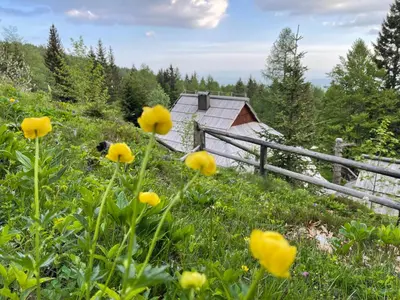 a field of yellow flowers in front of a barn at Velika planina Chalet SLOVENKA in Stahovica