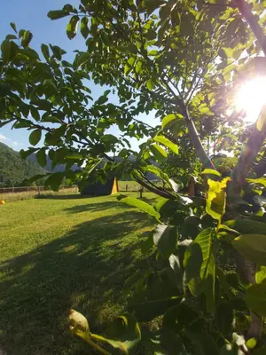 a tree in a field with the sun behind it at GLAMPING HIŠKe PETRIN in Tolmin