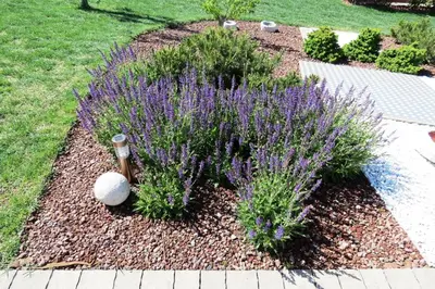 a garden with purple flowers in a yard at Prenočišča Iris in Sežana