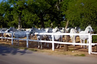 a herd of horses standing next to a fence at Apartments B&M in Sežana