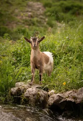 a baby goat standing on some rocks in a field at Glamping Gozdna Jasa in Bovec