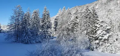 a group of trees covered in snow on a mountain at Apartments and Rooms Milena in Kranjska Gora