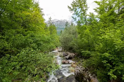 a stream in the middle of a forest with trees at Cottages Kravanja in Trenta
