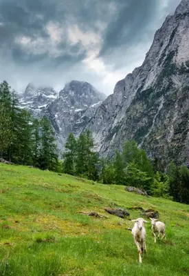 two sheep walking in a field with mountains in the background at Cottages Kravanja in Trenta