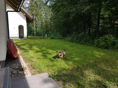 a dog sitting in the grass in a yard at Villa Melody in Bohinj