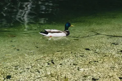 a duck swimming in a body of water at Villa Melody in Bohinj
