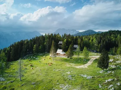 a group of cows grazing on a grassy hill at Luxury Alpine Chalet & Sauna Pinja - Velika Planina - I FEEL ALPS in Stahovica